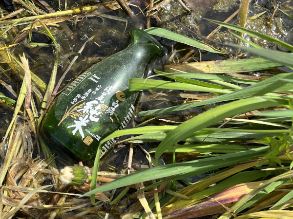 A discarded glass bottle in a mire alongside some reeds. 